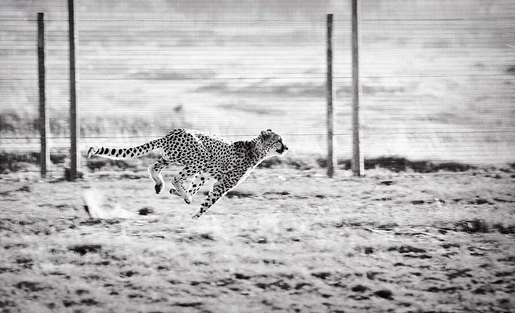 Cheetah running fast